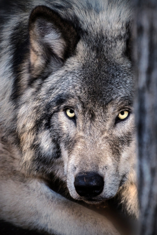 320x480 wallpaper Wolf, muzzle, predator