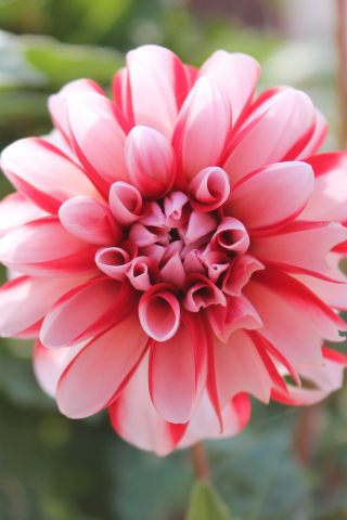 320x480 wallpaper Pink flower, close up, beautiful, bloom, 4k