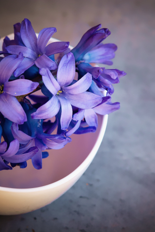 320x480 wallpaper Hyacinth, purple flowers, backyard's pot, 4k