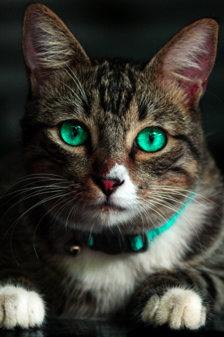 320x480 wallpaper Cat, green eyes, animal, muzzle, 4k
