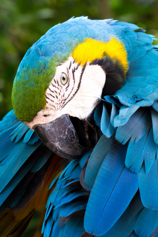 320x480 wallpaper Macaw, bird, colorful feathers