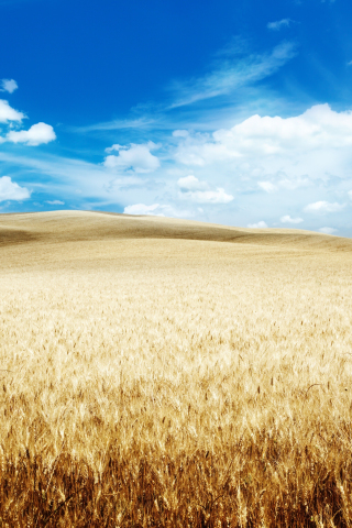 320x480 wallpaper Wheat farm, Harvest, landscape, blue sky