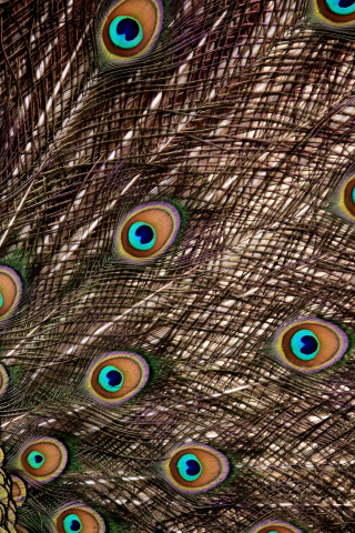 320x480 wallpaper Peacock, feathers, plumage, colorful, 5k