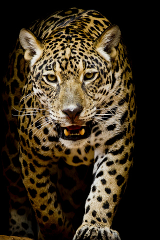 320x480 wallpaper Leopard, predator, portrait, animal, 4k