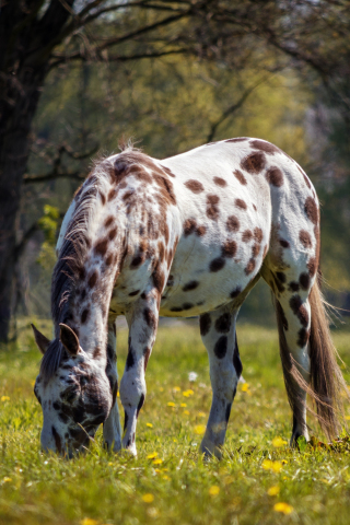 320x480 wallpaper Horse, spots, animal, grazing, 5k