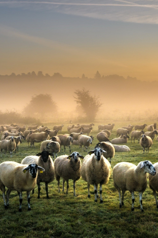 320x480 wallpaper Sheep, animals, landscape, mist, fog