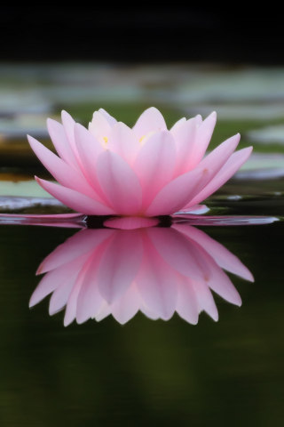 320x480 wallpaper Lake, reflections, flower, pink water lily, 4k