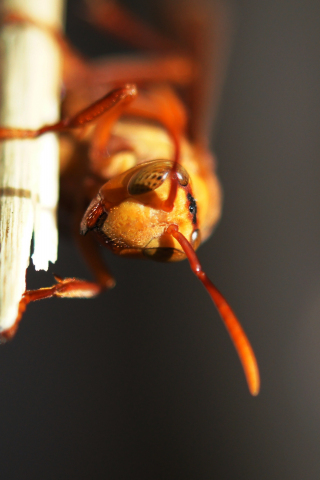 320x480 wallpaper Ant, insect, macro