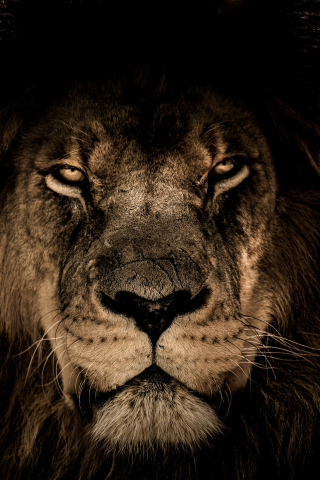 320x480 wallpaper African lion, beast, muzzle, 4k