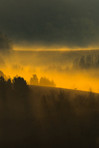 320x480 wallpaper Sunrise, landscape, tree, misty day, fog
