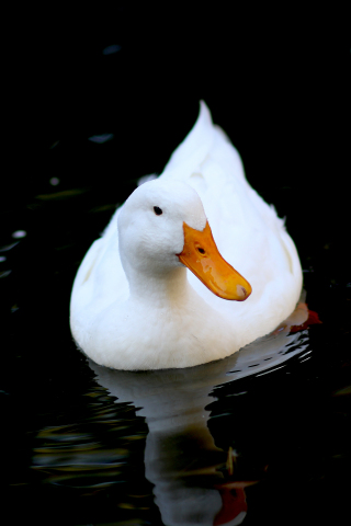 320x480 wallpaper White duck, water bird, swim, 5k