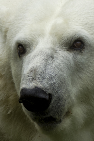 320x480 wallpaper Polar bear, predator, muzzle