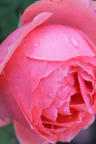 320x480 wallpaper Flower, drops, pink rose, close up