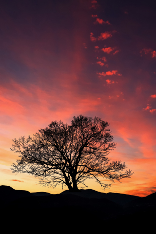 320x480 wallpaper Sunset, orange sky, skyline, tree, landscape, 5k