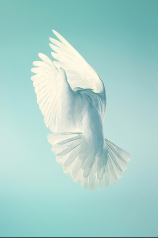 320x480 wallpaper Pigeon, white bird, peace, minimal, stock
