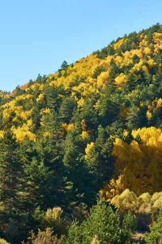 320x480 wallpaper Trees, hill, forest, autumn, 5k