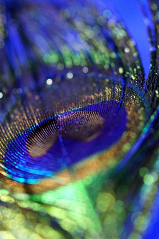 320x480 wallpaper Peacock, plumage, feather, colorful, bokeh, close up, 5k