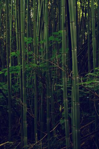 320x480 wallpaper Bamboo, trees, forest