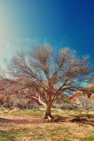 320x480 wallpaper Dry tree, desert, sunlight, nature, 5k