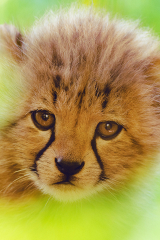 320x480 wallpaper Cheetah, cute cub, predator, animal, muzzle, 4k