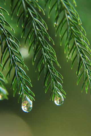 320x480 wallpaper Tree branches, leaves, water drops, 5k