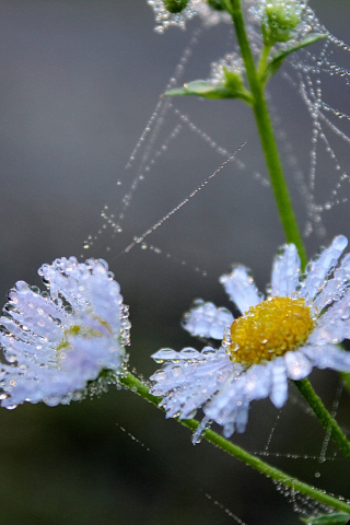 320x480 wallpaper Flower, water drops, daisy, spider web