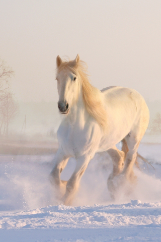 320x480 wallpaper White horse, landscape, run, animal, 5k