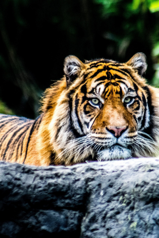 320x480 wallpaper Tiger, predator, animal, confident, 4k