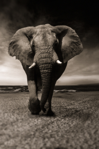 320x480 wallpaper Elephant, walk, animal, monochrome