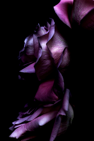 320x480 wallpaper ios11, purple roses, 4k