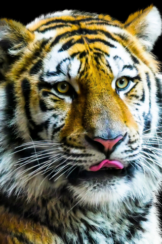 320x480 wallpaper Tiger, muzzle, predator