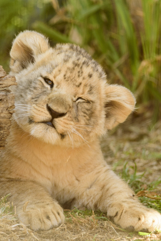 320x480 wallpaper Lion cub, baby animal, cute, play, 4k