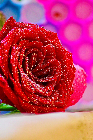 320x480 wallpaper Rose, flower, close up, 4k