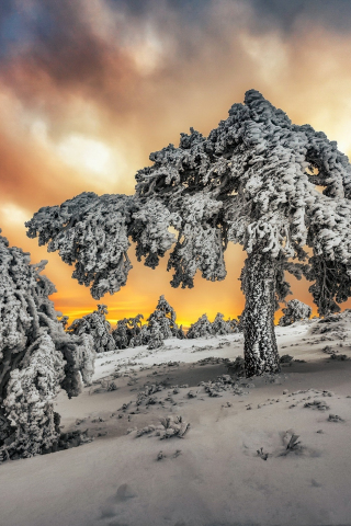320x480 wallpaper Winter, snowfrost, landscape, tree, nature