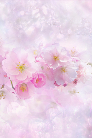 320x480 wallpaper Nature, spring, blossom, cherry flowers, nature