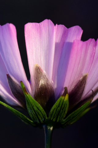 320x480 wallpaper Pointed flower, pink cosmos, close up