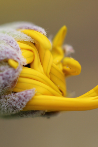 320x480 wallpaper Yellow flower bud, close up