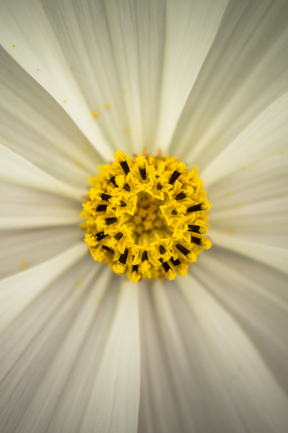 320x480 wallpaper Cosmos, pollen, closeup, flower, 4k
