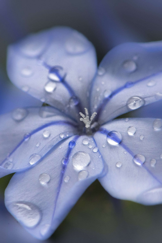 320x480 wallpaper Blue flower, water drops, close up, 4k