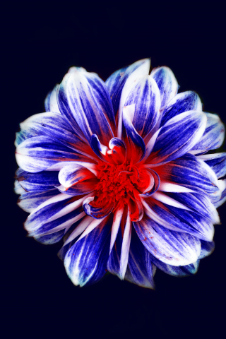 320x480 wallpaper Blue flower, digital art, 4k