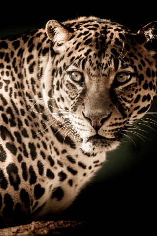 320x480 wallpaper Leopard, predator, muzzle, wild cat, portrait, 4k