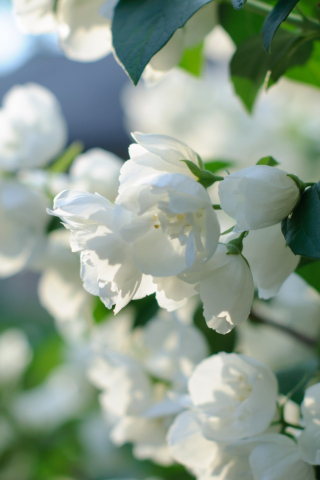 320x480 wallpaper Blossom, white flowers, spring