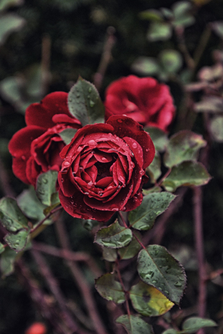 320x480 wallpaper Rose, red flower, plants, drops, 5k