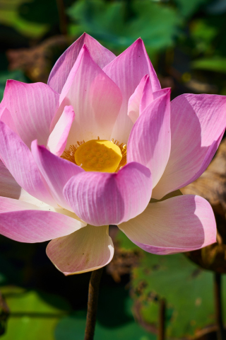 320x480 wallpaper Pink lotus, flower, close up, bloom, petals, 5k