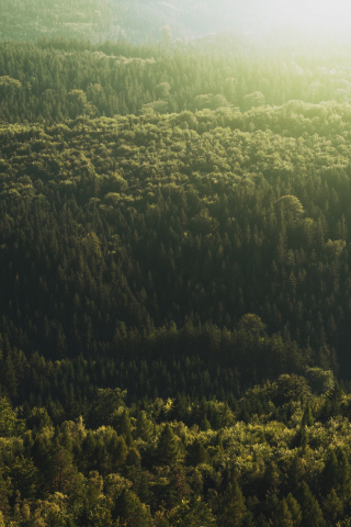 320x480 wallpaper Aerial view, tree, forest, nature, 4k