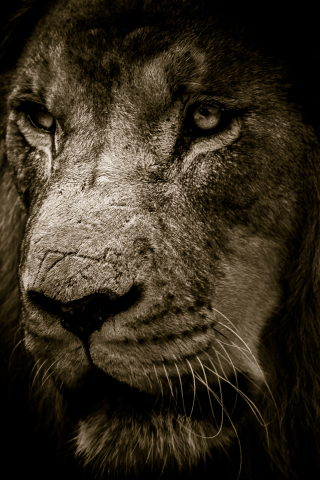 320x480 wallpaper Lion, predator, confident, muzzle, fur, 4k