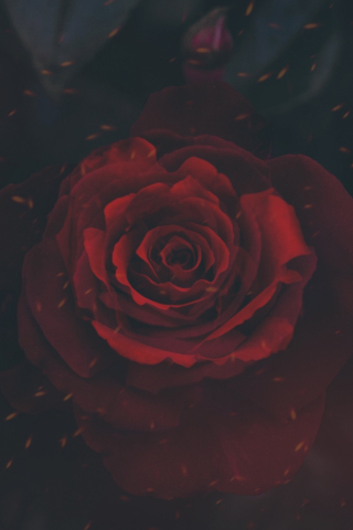 320x480 wallpaper Rose, bud, flower, close up
