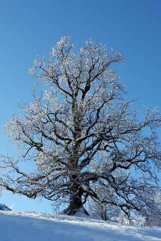320x480 wallpaper Big tree in winter, blue sky, landscape, 4k