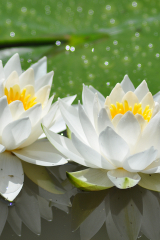 Download 240x320 Wallpaper White Flowers, Bloom, Lotus, 4k, Old Mobile, Cell  Phone, Smartphone, 240x320 Hd Image, Background, 30772