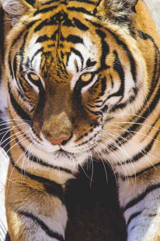 320x480 wallpaper Tiger, calm, predator, animal, 5k
